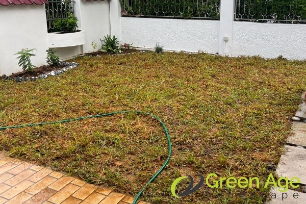 grass-planting-services-greenage-landscaping-services-singapore-landed-ang-mo-kio-1