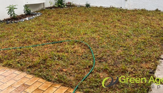 grass-planting-services-greenage-landscaping-services-singapore-landed-ang-mo-kio-2