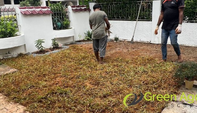 grass-planting-services-greenage-landscaping-services-singapore-landed-ang-mo-kio-3