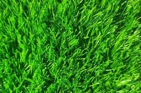 Grass Turfing 10 ag001-sample-catalogue-greenage-landscaping-services-singapore