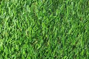 Grass Turfing 11 ag002-sample-catalogue-greenage-landscaping-services-singapore