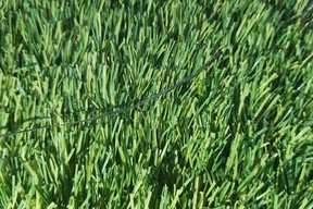 Grass Turfing 12 ag003-sample-catalogue-greenage-landscaping-services-singapore