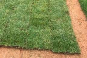 carpet-grass-sample-catalogue-greenage-landscaping-services-singapore