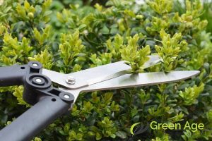 cost-of-professional-hedge-trimming-the-ultimate-guide-to-professional-hedge-trimming-services-greenage-landscaping-services-singapore