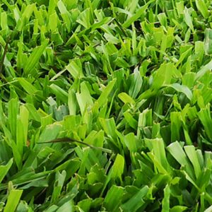 cow-grass-product-image-greenage-landscape-singapore-1