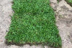 cow-grass-sample-catalogue-greenage-landscaping-services-singapore