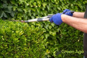 Why Hiring Professional Hedge Trimming Services Is Worth the Investment in Singapore 4 enhanced-aesthetics-why-hiring-professional-hedge-trimming-services-is-worth-the-investment-hedge-trimming-greenage-landscaping-services-singapore