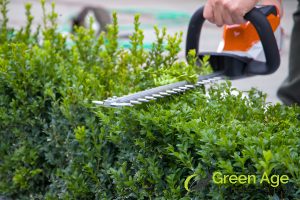 expertise-hiring-professional-hedge-trimming-services-vs-diy-what-you-need-to-know-hedge-trimming-greenage-landscaping-services-singapore