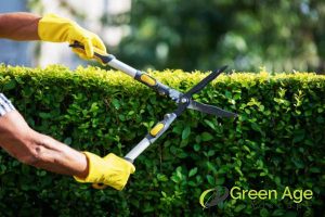 Why Hiring Professional Hedge Trimming Services Is Worth the Investment in Singapore 2 expertise-in-plant-care-why-hiring-professional-hedge-trimming-services-is-worth-the-investment-hedge-trimming-greenage-landscaping-services-singapore