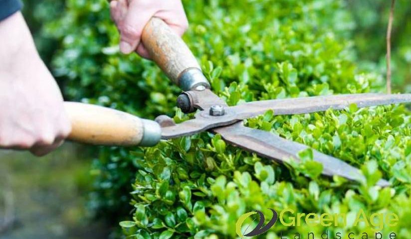 featured-6-sustainable-diy-landscaping-services-using-eco-friendly-practices-landscaping-services-greenage-landscaping-services-singapore