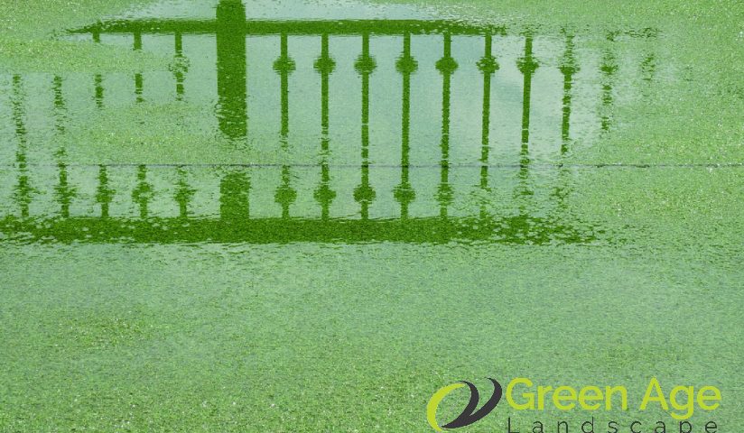 featured-image-flooded-fake-grass-7-signs-its-time-to-replace-your-fake-grass-greenage-landscaping-services-singapore