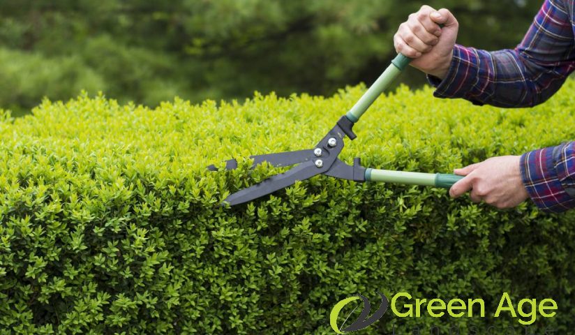 featured-image-trimming-top-5-common-mistakes-to-avoid-when-doing-diy-hedge-trimming-greenage-landscaping-services-singapore