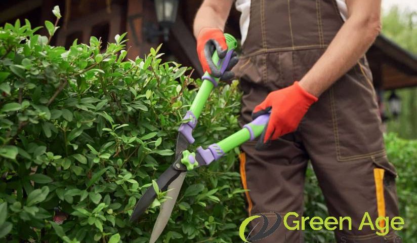 featured-what-are-the-common-landscaping-service-packages-for-residential-properties-landscaping-services-greenage-landscaping-services-singapore