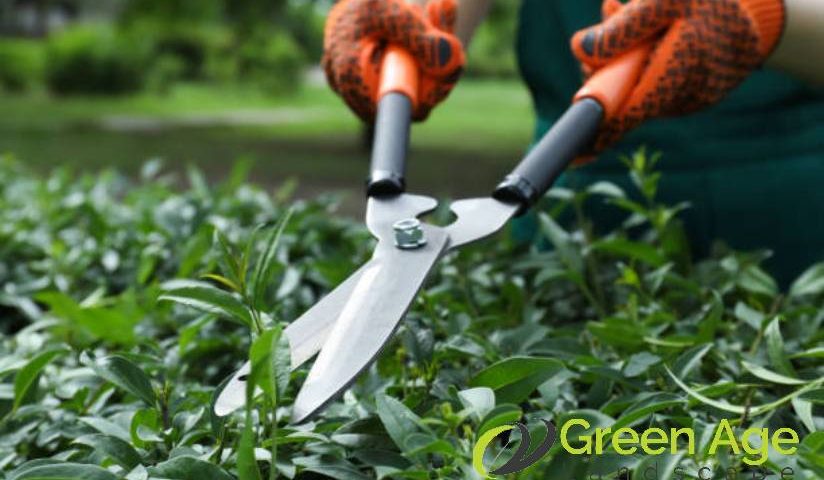 featured-why-hiring-professional-hedge-trimming-services-is-worth-the-investment-hedge-trimming-greenage-landscaping-services-singapore