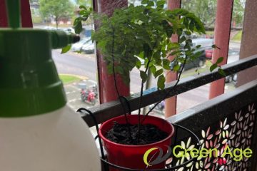 garden-maintenance-greenage-landscaping-services-singapore-hdb-ang-mo-kio-1
