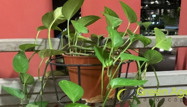 garden-maintenance-greenage-landscaping-services-singapore-hdb-ang-mo-kio-2