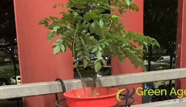 garden-maintenance-greenage-landscaping-services-singapore-hdb-ang-mo-kio-3