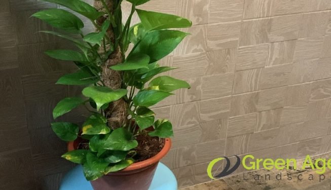 garden-maintenance-greenage-landscaping-services-singapore-hdb-ang-mo-kio-4