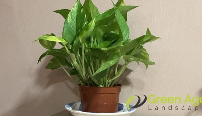 garden-maintenance-greenage-landscaping-services-singapore-hdb-ang-mo-kio-5