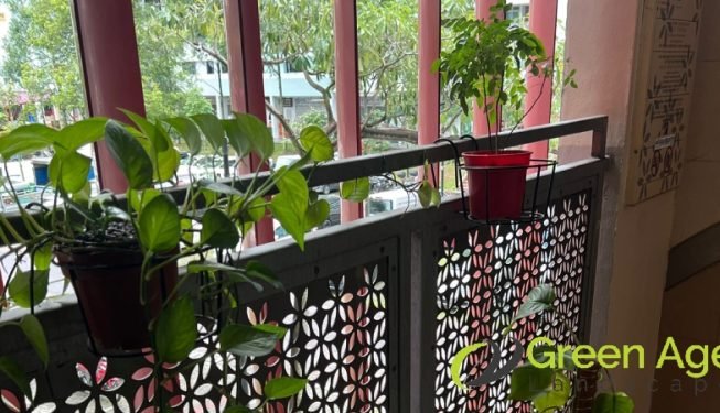 garden-maintenance-greenage-landscaping-services-singapore-hdb-ang-mo-kio-6