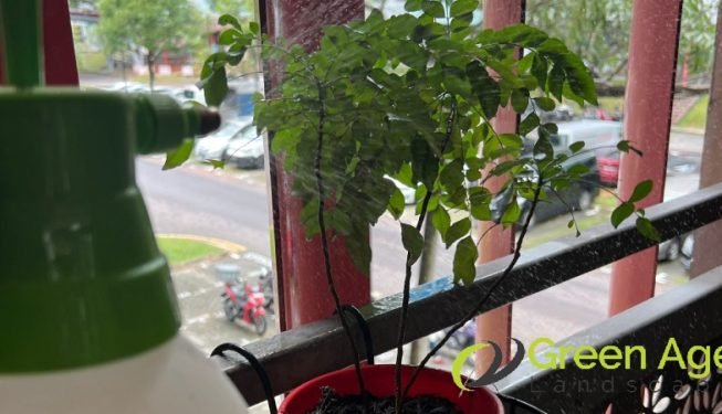 garden-maintenance-greenage-landscaping-services-singapore-hdb-ang-mo-kio-7