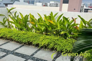 garden-maintenance-services-greenage-landscaping-services-singapore-landed-geylang-1