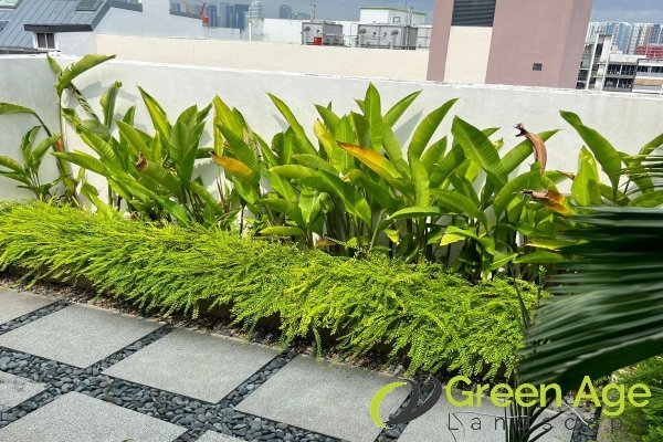 garden-maintenance-services-greenage-landscaping-services-singapore-landed-geylang-1