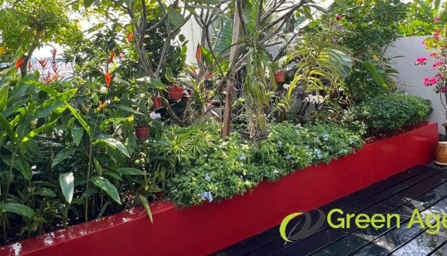 garden-maintenance-services-greenage-landscaping-services-singapore-landed-geylang-11