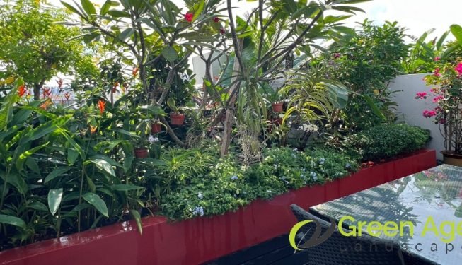 garden-maintenance-services-greenage-landscaping-services-singapore-landed-geylang-12