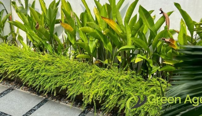 garden-maintenance-services-greenage-landscaping-services-singapore-landed-geylang-13