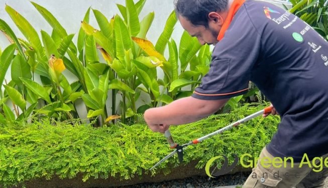 garden-maintenance-services-greenage-landscaping-services-singapore-landed-geylang-2