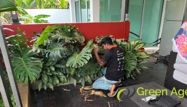 garden-maintenance-services-greenage-landscaping-services-singapore-landed-geylang-4
