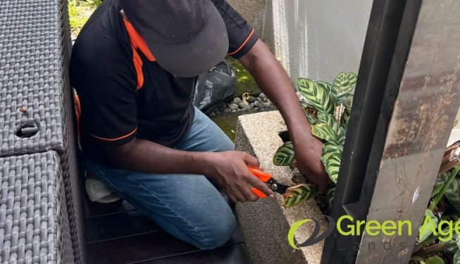 garden-maintenance-services-greenage-landscaping-services-singapore-landed-geylang-5