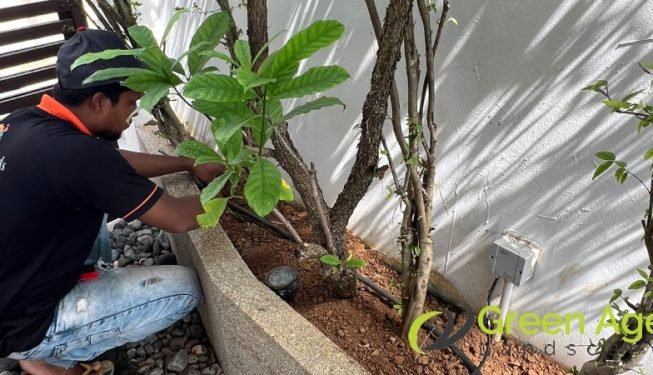garden-maintenance-services-greenage-landscaping-services-singapore-landed-geylang-6