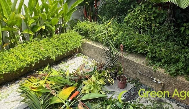 garden-maintenance-services-greenage-landscaping-services-singapore-landed-geylang-9