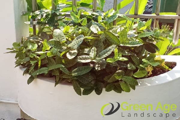 gardener-service-greenage-landscaping-services-singapore-landed-ang-mo-kio_1