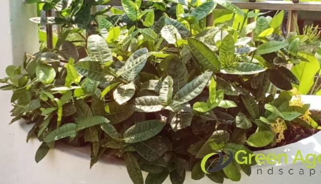 gardener-service-greenage-landscaping-services-singapore-landed-ang-mo-kio_2