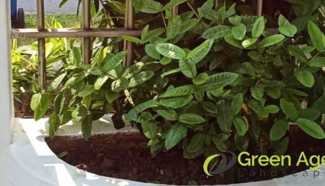 gardener-service-greenage-landscaping-services-singapore-landed-ang-mo-kio_3