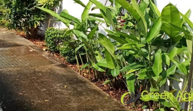 gardener-service-greenage-landscaping-services-singapore-landed-ang-mo-kio_5