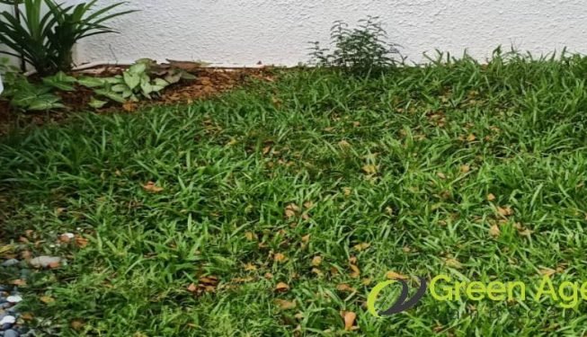 grass-cutting-services-greenage-landscaping-services-singapore-landed-ang-mo-kio-4