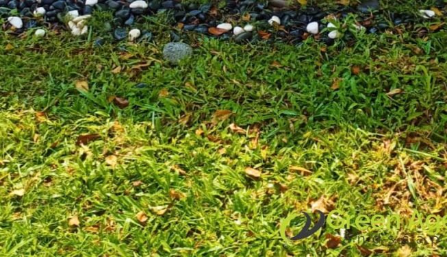 grass-cutting-services-greenage-landscaping-services-singapore-landed-ang-mo-kio-5