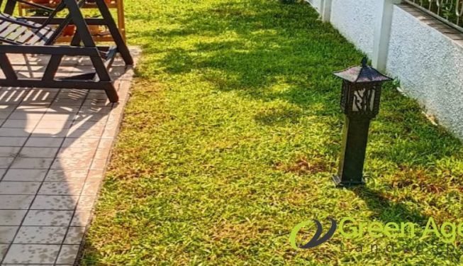 grass-cutting-services-greenage-landscaping-services-singapore-landed-ang-mo-kio-6