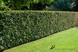 Why Hiring Professional Hedge Trimming Services Is Worth the Investment in Singapore 3 healthier-hedges-why-hiring-professional-hedge-trimming-services-is-worth-the-investment-hedge-trimming-greenage-landscaping-services-singapore