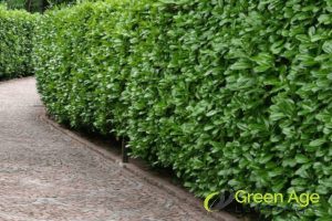 Why It's Important to Regularly Engage Hedge Trimming Services For Your Home in Singapore 2 healthy-hedge-growth-why-its-important-to-regularly-engage-hedge-trimming-services-for-your-home-hedge-trimming-greenage-landscaping-services-singapore