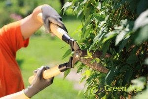 key-considerations-the-ultimate-guide-to-professional-hedge-trimming-services-greenage-landscaping-services-singapore