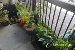 6 Sustainable DIY Landscaping Services Using Eco-Friendly Practices in Singapore 2 native-plants-6-sustainable-diy-landscaping-services-using-eco-friendly-practices-landscaping-services-greenage-landscaping-services-singapore