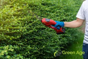 natural-shape-top-5-common-mistakes-to-avoid-when-doing-diy-hedge-trimming-greenage-landscaping-services-singapore