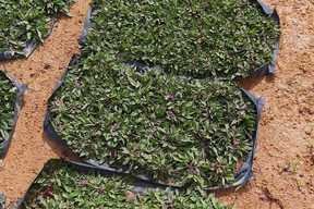pearl-grass-sample-catalogue-greenage-landscaping-services-singapore