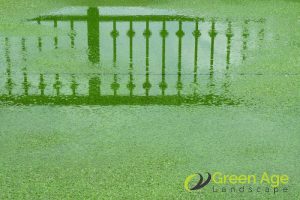 7 Signs It's Time to Replace Your Fake Grass in Singapore 4 poor-drainage-7-signs-its-time-to-replace-your-fake-grass-greenage-landscaping-services-singapore