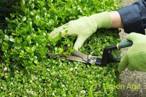 Why It's Important to Regularly Engage Hedge Trimming Services For Your Home in Singapore 4 prevents-overgrowth-why-its-important-to-regularly-engage-hedge-trimming-services-for-your-home-hedge-trimming-greenage-landscaping-services-singapore